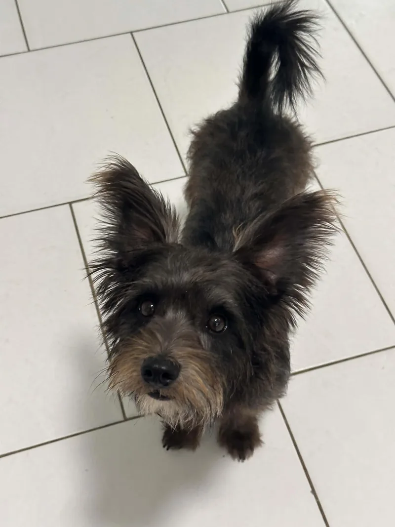 Dumbo