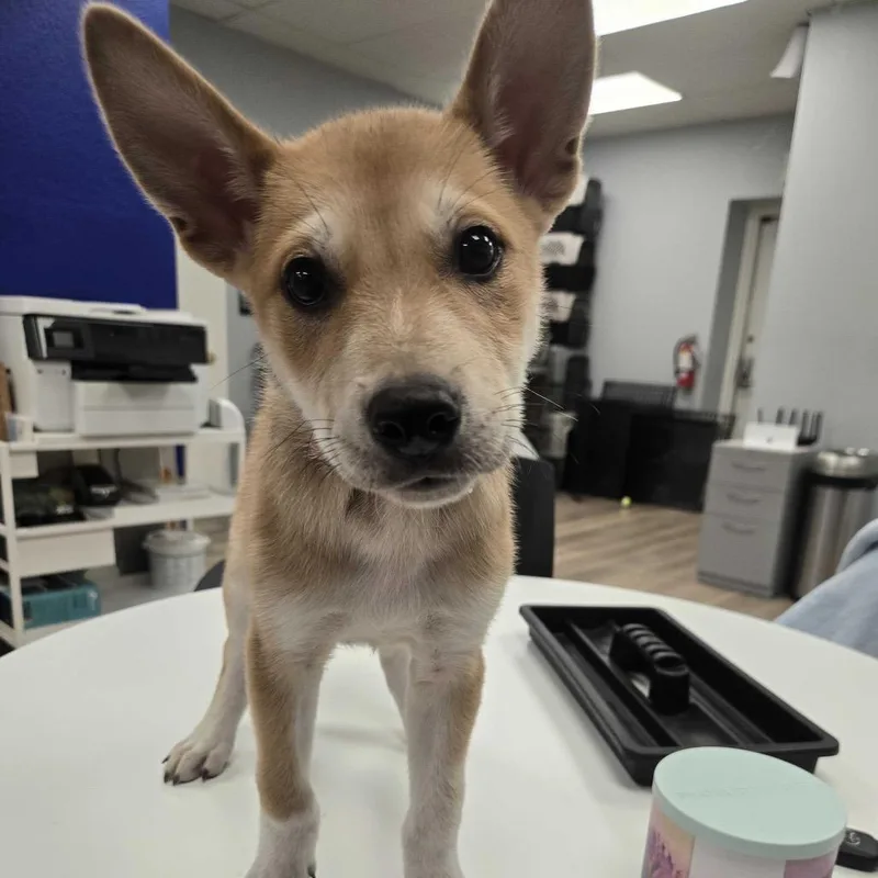 A baby small-sized male Husky dog named Dingo for adoption in Waco, TX