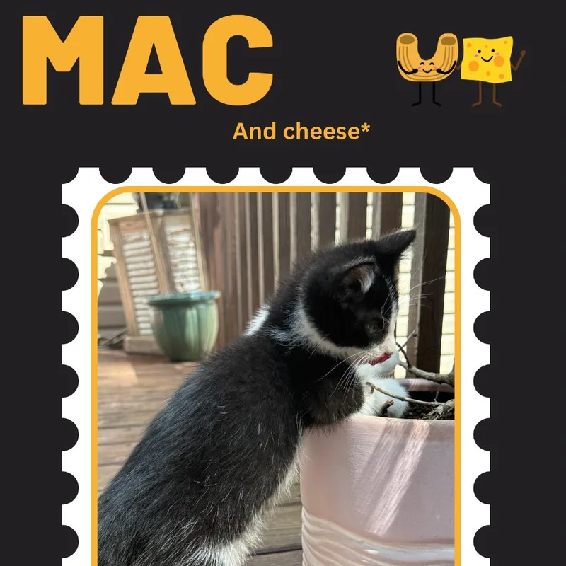 A baby small-sized male Black Domestic Short Hair cat named Mac for adoption in Rochester, MN