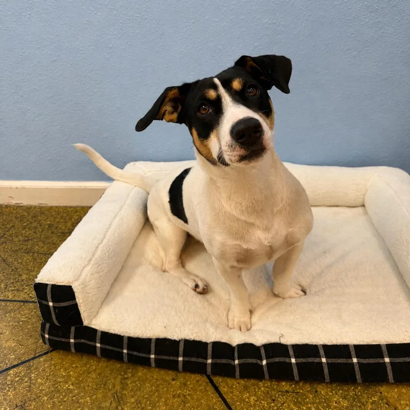 An adult medium-sized female White / Cream Dachshund dog named Pixie for adoption in Fresno, CA