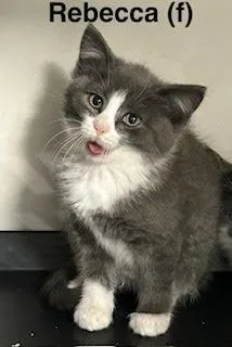 A baby medium-sized female Gray & White Domestic Short Hair cat named Rebecca for adoption in Saugerties, NY