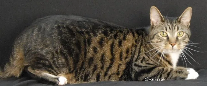 An adult large-sized male Tabby (Tiger Striped) Domestic Short Hair cat named Thomas for adoption in Newland, NC