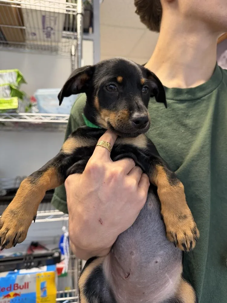 A baby small-sized female Tricolor (Brown, Black, & White) Rottweiler dog named Priscilla for adoption in Ontario, CA
