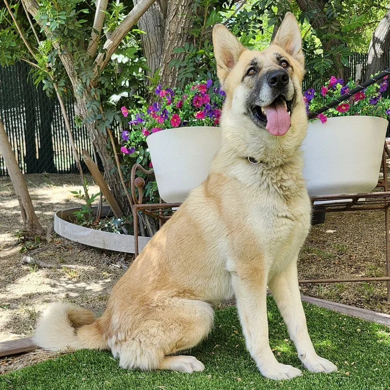 A young large-sized female Yellow / Tan / Blond / Fawn German Shepherd Dog dog named Mia for adoption in Burbank, CA