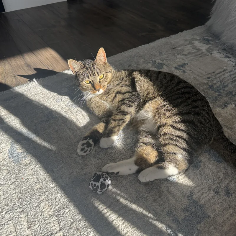 Cranberry thumbnail 3