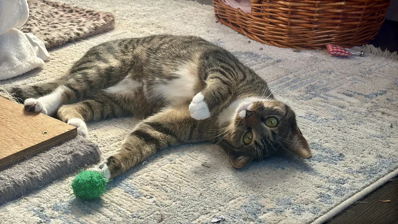 Cranberry thumbnail 5