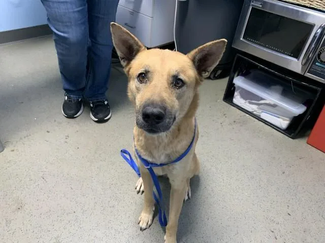 An adult medium-sized female Black German Shepherd Dog dog named Paris URGENT for adoption in Thousand Oaks, CA