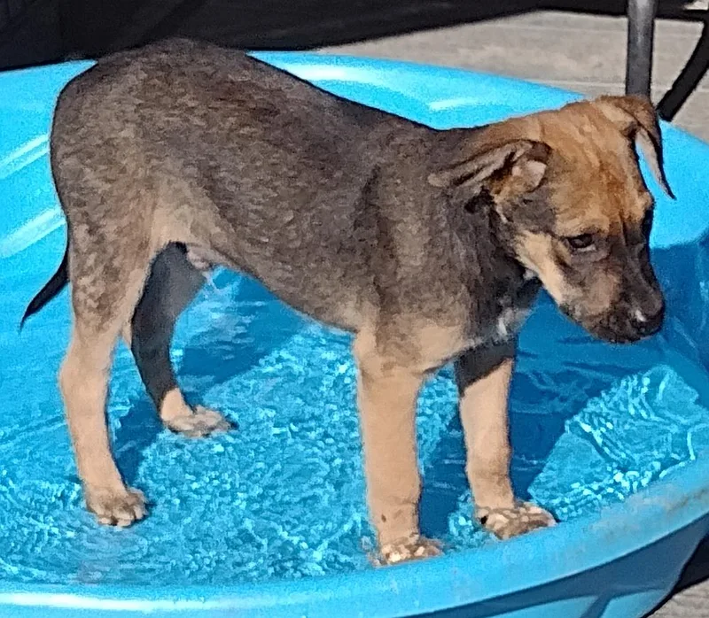 A baby medium-sized male Bicolor German Shepherd Dog dog named Roo for adoption in Camden, SC