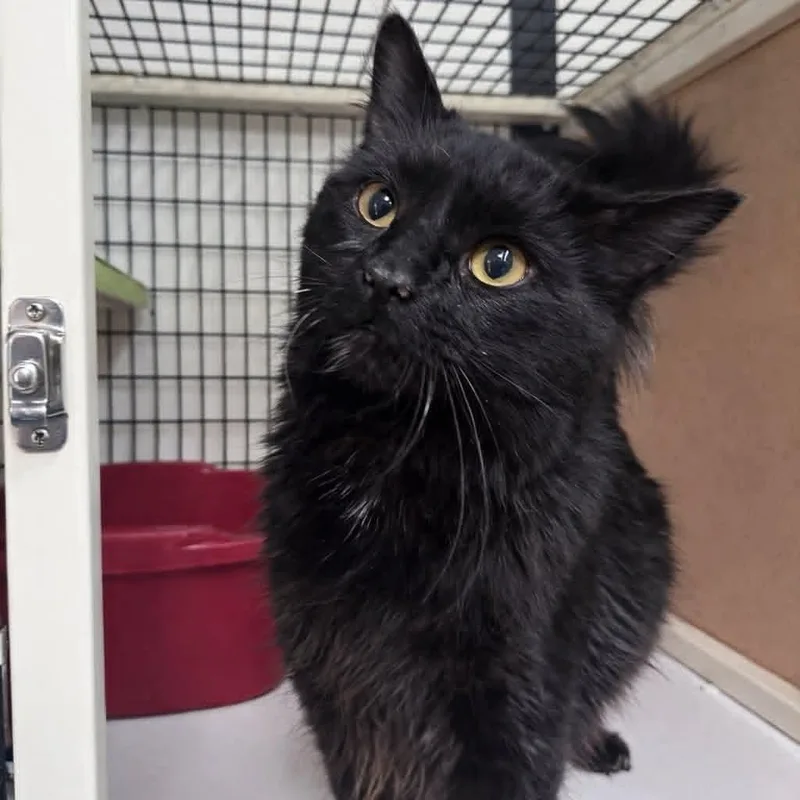 Pennywise thumbnail 2