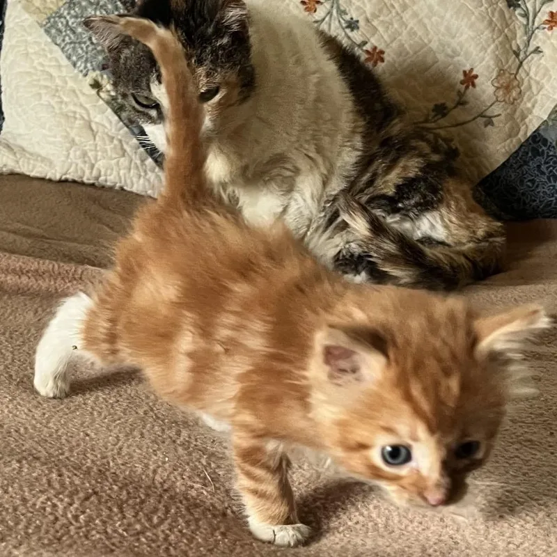 A baby small-sized male Orange / Red Domestic Medium Hair cat named Red Rover for adoption in Volcano, HI