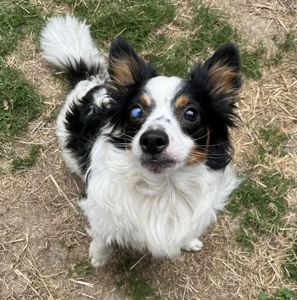 Benji