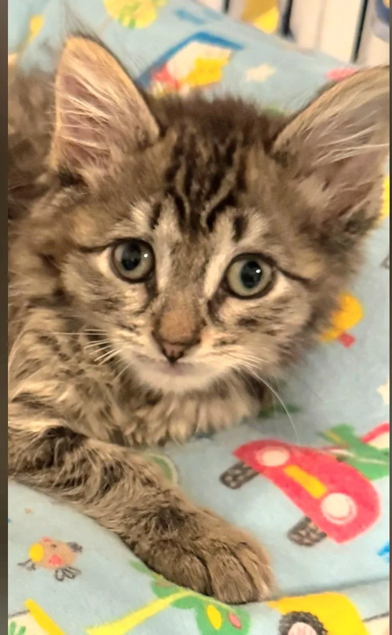 A baby small-sized female Tabby (Gray / Blue / Silver) Tabby cat named Ashley aka Ash for adoption in Staten Island, NY