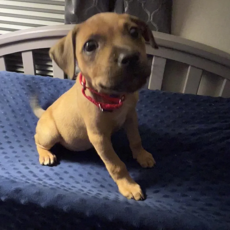 A baby small-sized female Brown / Chocolate Mixed Breed dog named Annie for adoption in Sinking Spring, PA