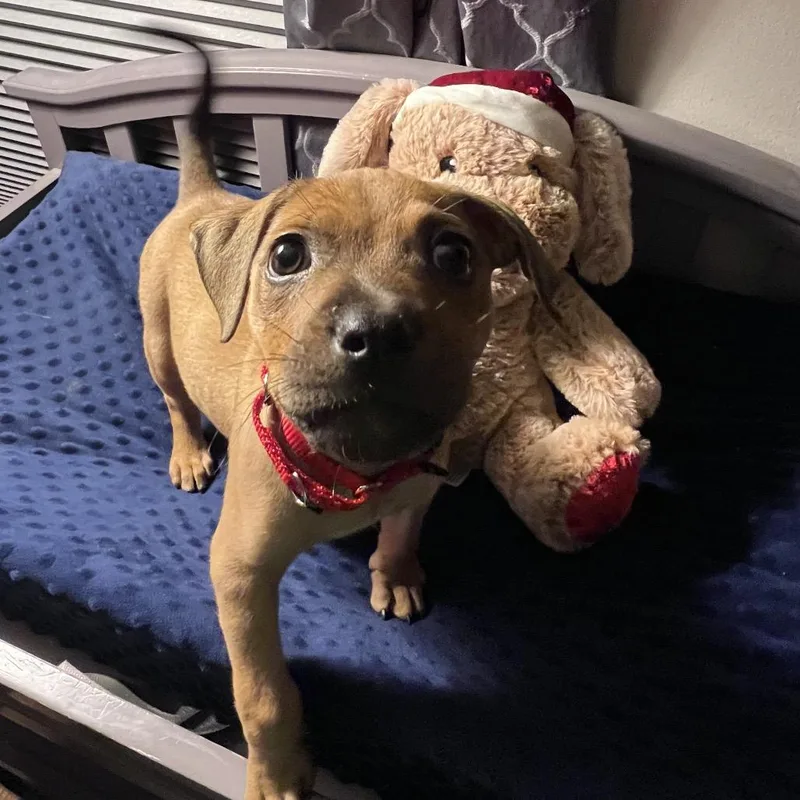 Annie thumbnail 3