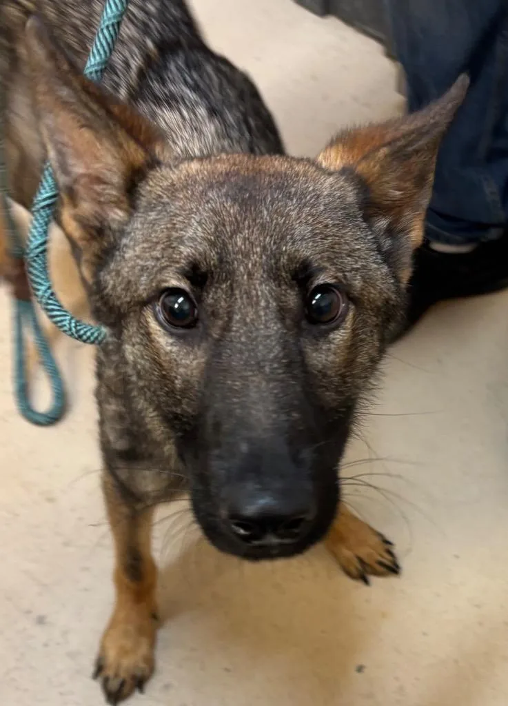 A baby small-sized female German Shepherd Dog dog named Luna for adoption in Elizabethton, TN