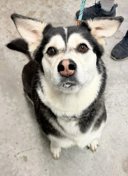 An adult medium-sized female Siberian Husky dog named Zoey for adoption in Bowling Green, KY