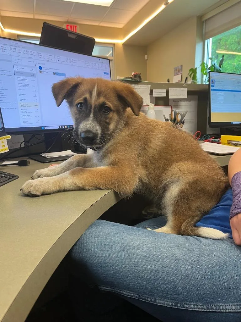 Dog Kennel thumbnail 2