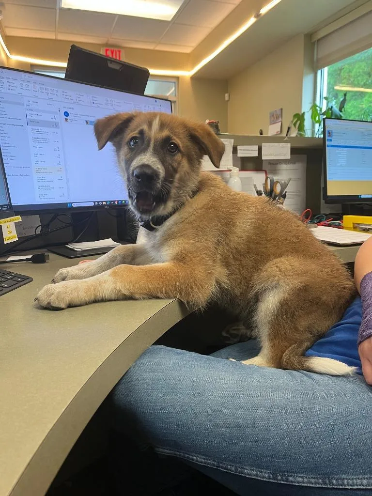 Dog Kennel thumbnail 3