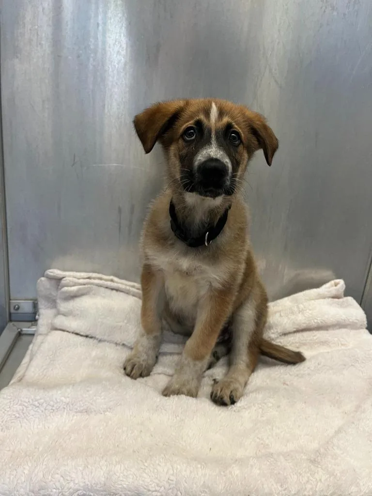 Dog Kennel thumbnail 4