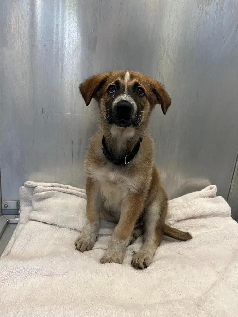 Dog Kennel thumbnail 5