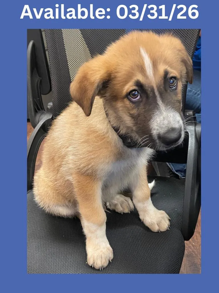 Dog Kennel thumbnail 6