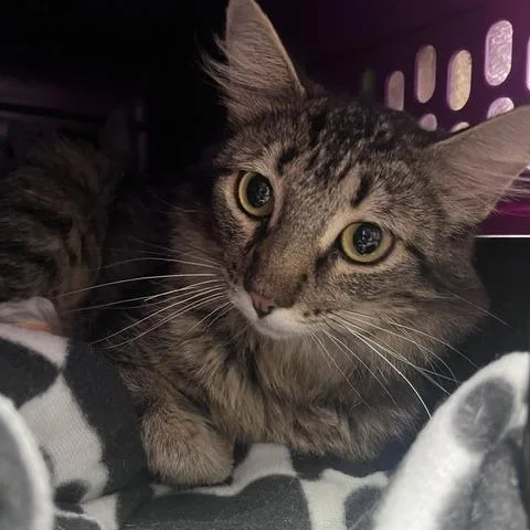 A young small-sized female Brown / Chocolate Domestic Medium Hair cat named Minocqua for adoption in St. Louis, MO