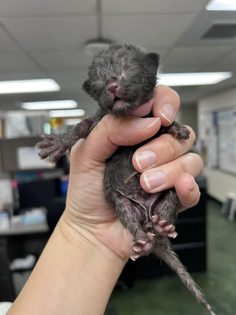 A baby medium-sized male Black Domestic Short Hair cat named Big Top for adoption in Fruit Heights, UT