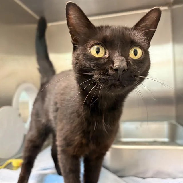 A young small-sized female Domestic Short Hair cat named Marg for adoption in Centerville, MA