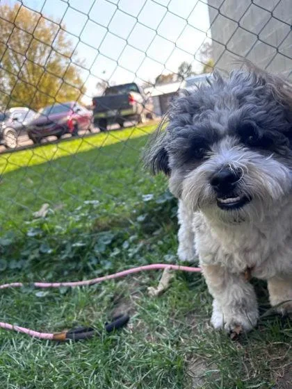 A young small-sized male Bichon Frise dog named Maxwell for adoption in Hobart, IN