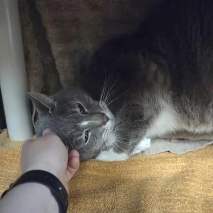 An adult large-sized male Domestic Short Hair cat named Micah for adoption in Westland, MI