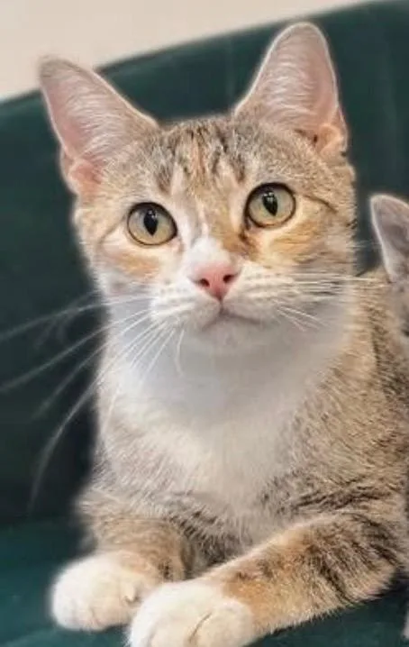 An adult medium-sized female Torbie Torbie cat named Lola for adoption in Amery, WI