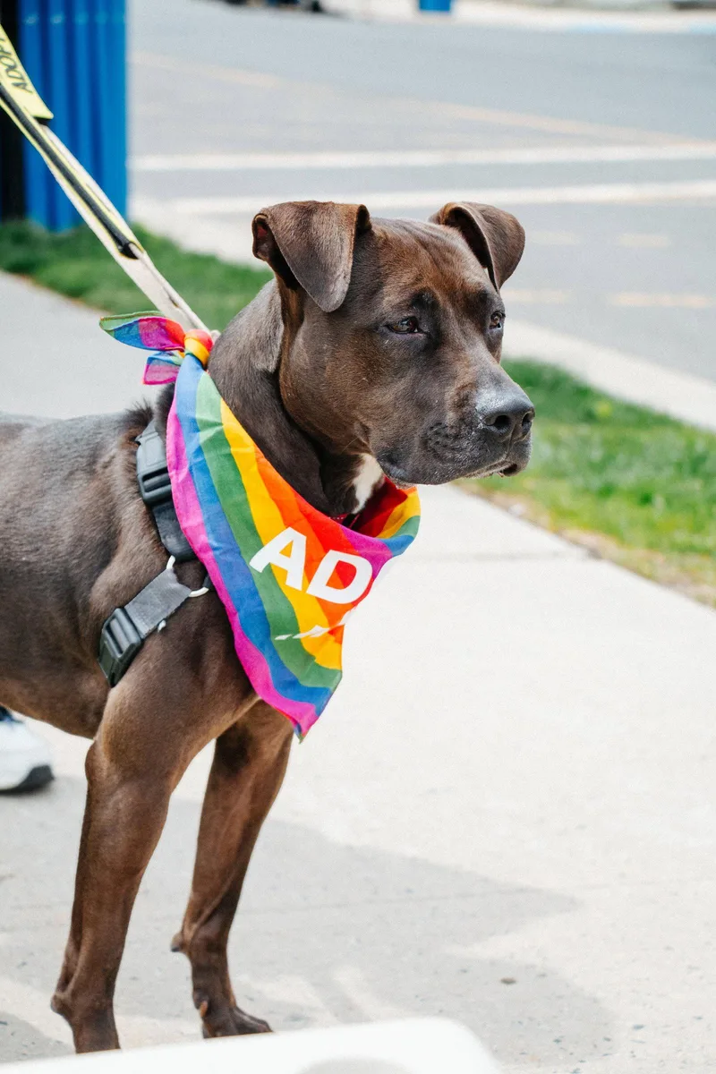 A senior medium-sized female Pit Bull Terrier dog named Honey for adoption in Oakhurst, NJ