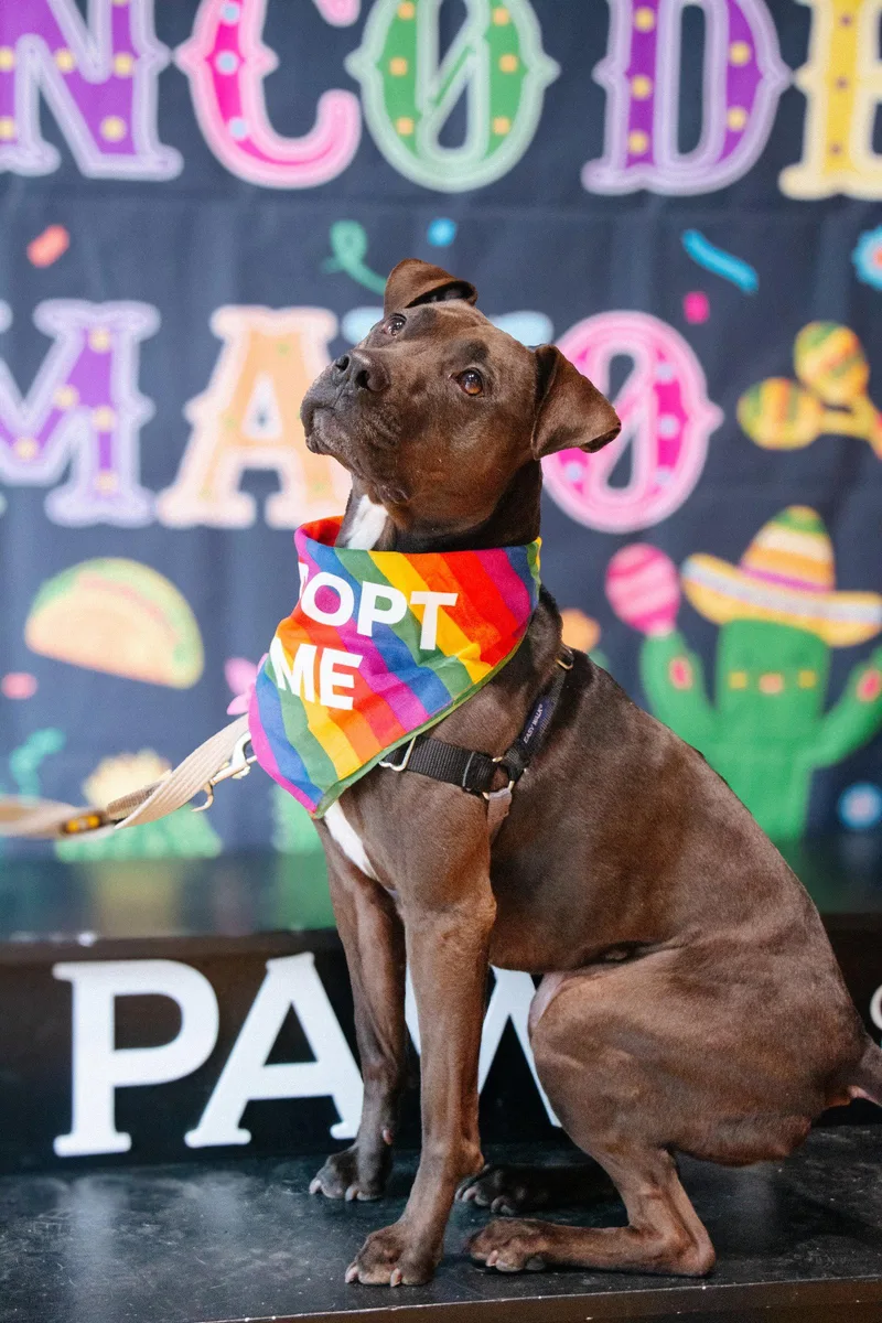 Honey thumbnail 2