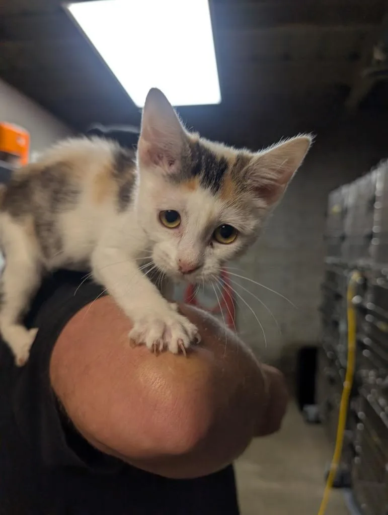 A baby medium-sized female Domestic Short Hair cat named Buzzie Bee for adoption in Shelbyville, TN