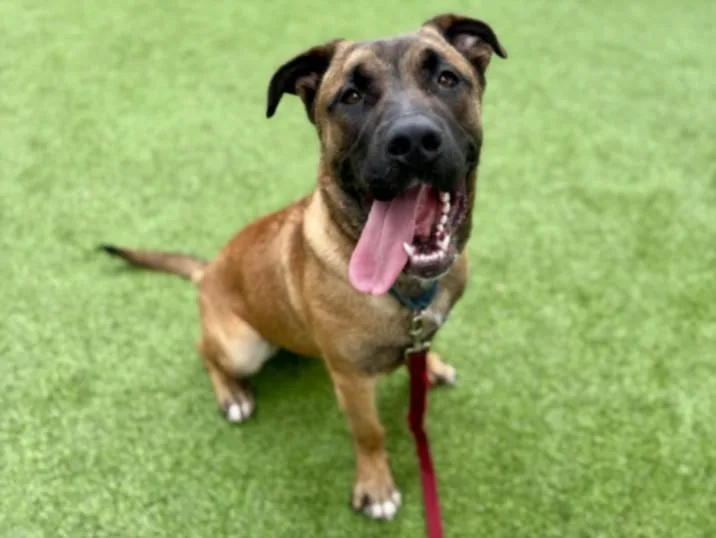 A young large-sized male Black Mouth Cur dog named Chris for adoption in Van Nuys, CA