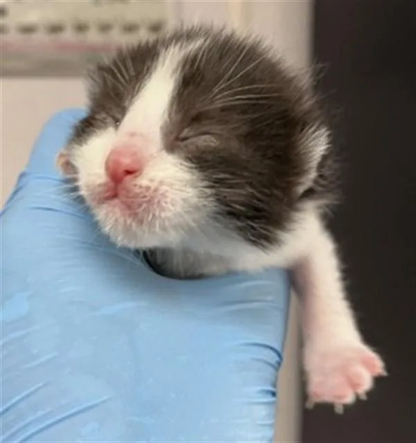 A baby small-sized male Domestic Short Hair cat named Winsloe for adoption in San Bernardino, CA