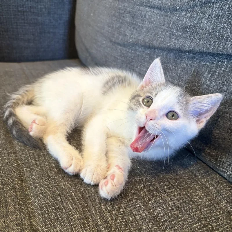 A baby small-sized female Gray / Blue / Silver Domestic Short Hair cat named Buttons for adoption in Costa Mesa, CA