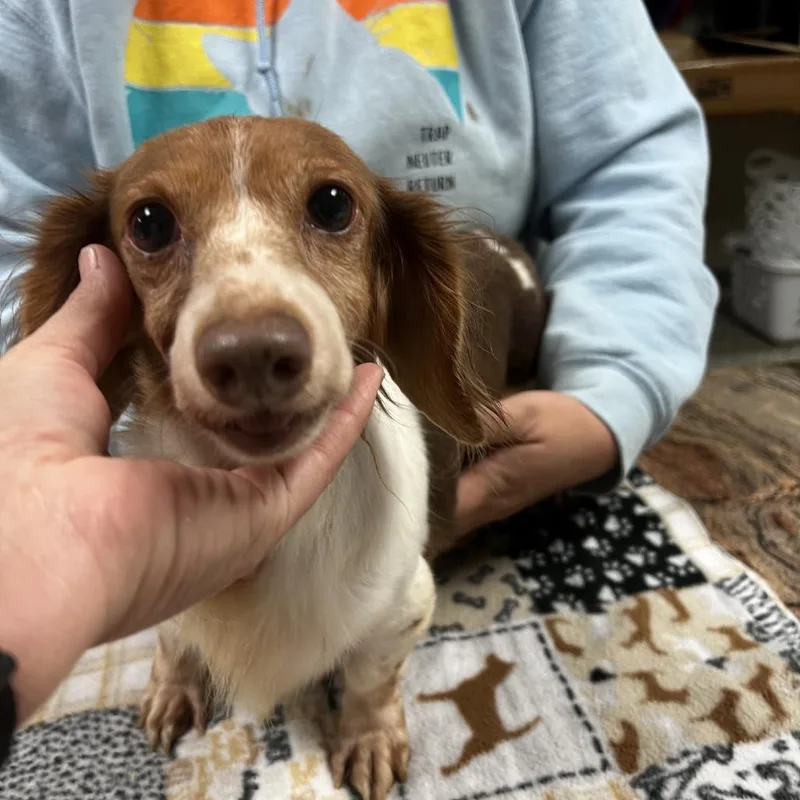 A senior small-sized female Dachshund dog named Gwyneth for adoption in Norfolk, NE