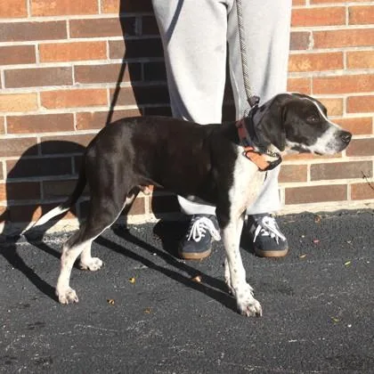 A young medium-sized male Mixed Breed dog named Frito for adoption in Elk Grove Village, IL