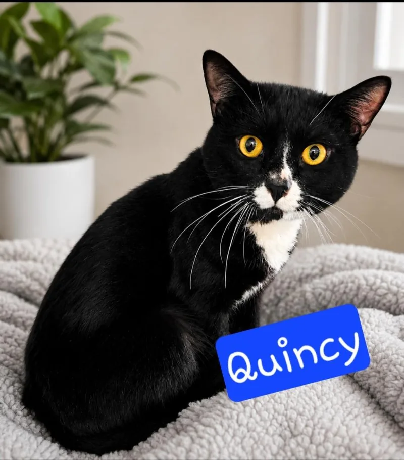 A young medium-sized male Domestic Short Hair cat named Quincy for adoption in Jim Thorpe, PA