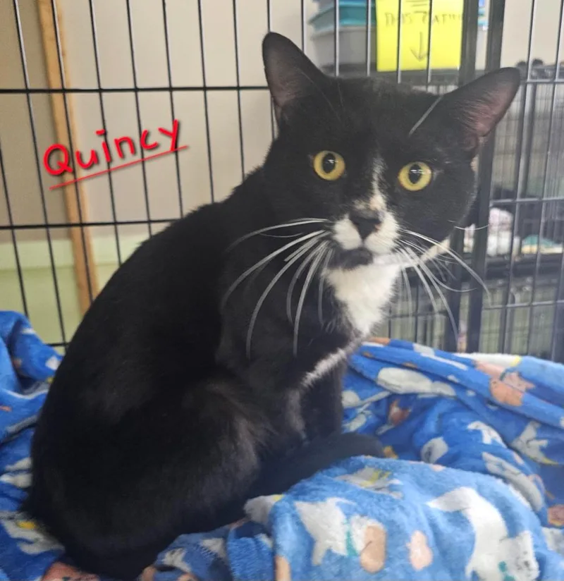 Quincy thumbnail 2