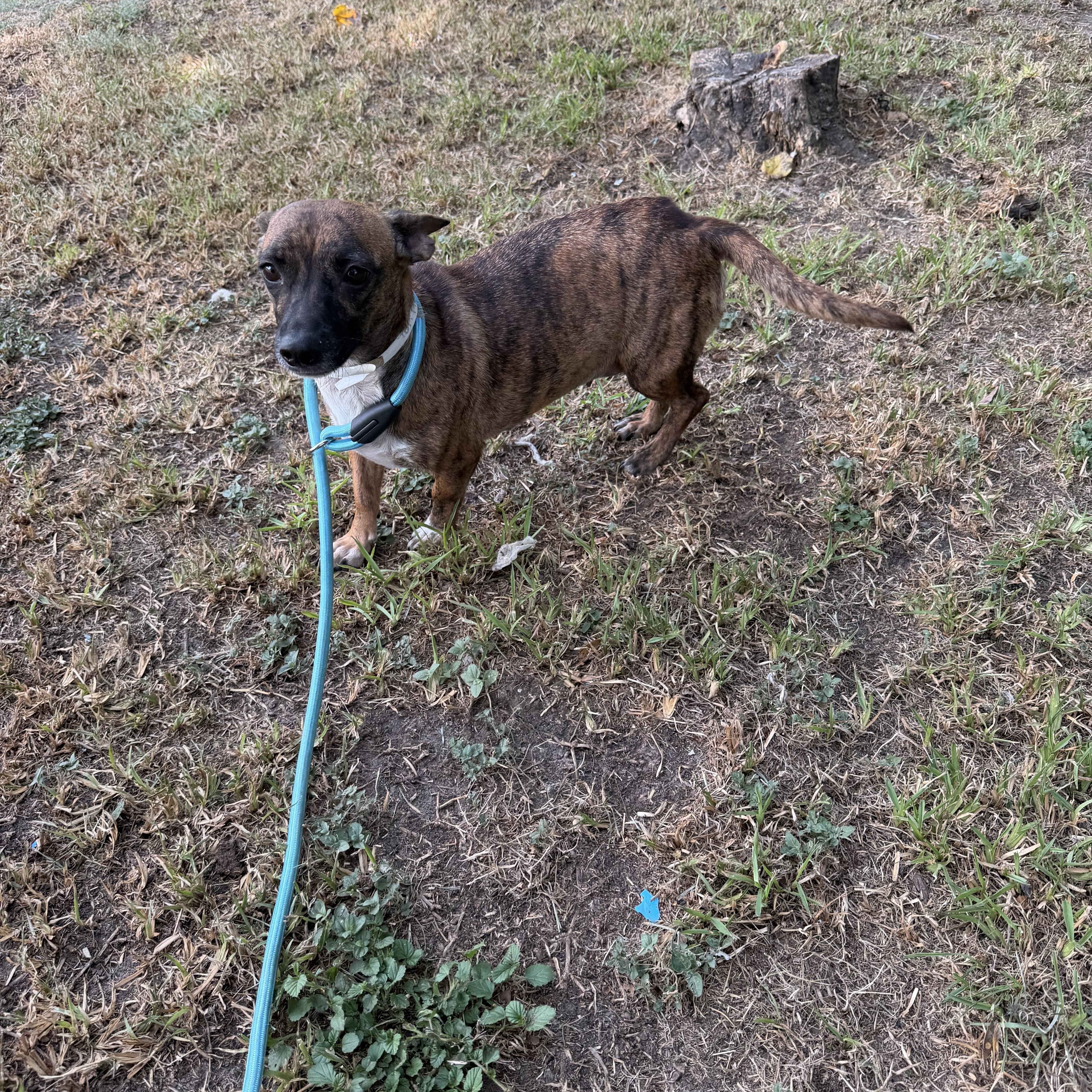 An adult small-sized female Dachshund dog named Tori for adoption in Louise, TX