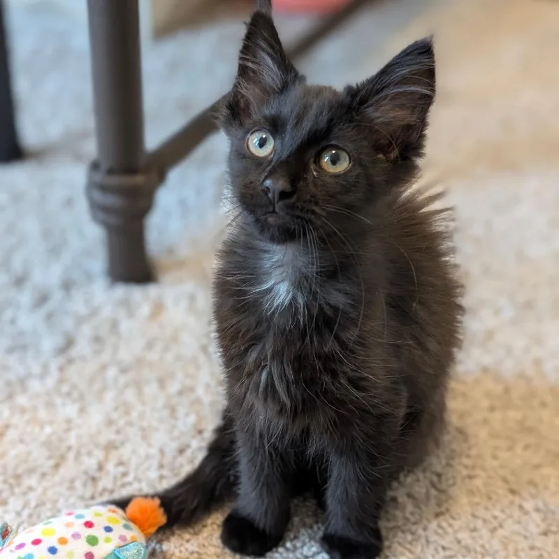 A baby small-sized male Black Domestic Short Hair cat named Drax for adoption in Raleigh, NC