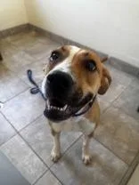 A young medium-sized female Boxer dog named Oakley for adoption in Clayton, GA