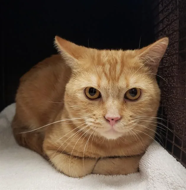 A young small-sized male Domestic Short Hair cat named Owen for adoption in Tucson, AZ