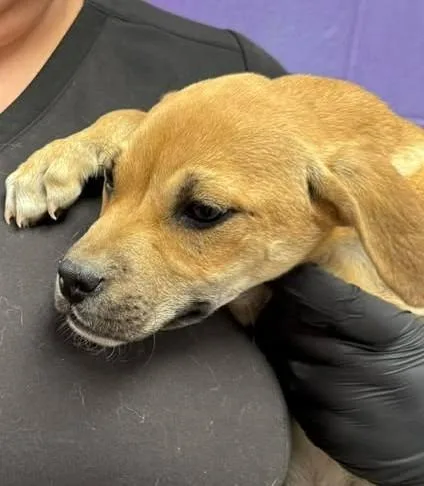 A baby small-sized female Mixed Breed dog named Kitkat for adoption in Lavonia, GA