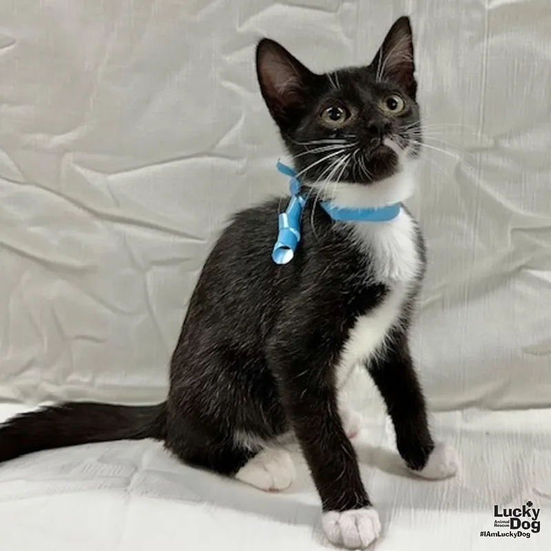 A baby medium-sized male Domestic Short Hair cat named Loki for adoption in Washington, DC
