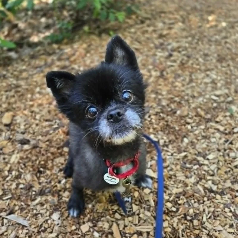 A senior small-sized female Pomeranian dog named Layla for adoption in Severn, MD