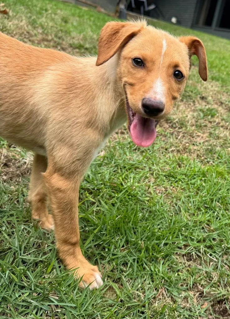 A baby small-sized female Dachshund dog named Wren for adoption in Princeton, MA