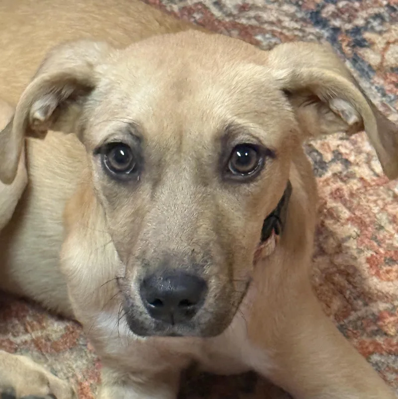 A baby medium-sized female Labrador Retriever dog named Cinna for adoption in Cumming, GA